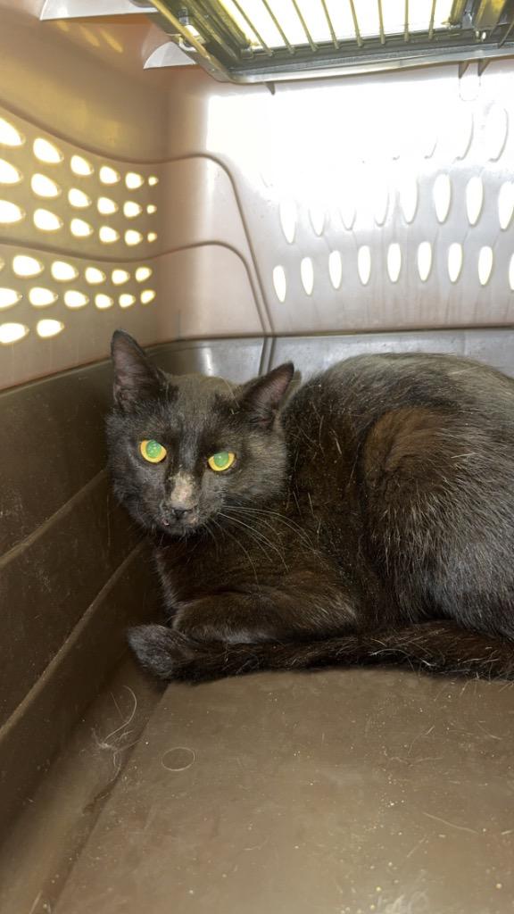 Enlarge Sable (NEUTERED) BARN CAT, a Adoptable mixed breed in Crossville, TN image 1/1