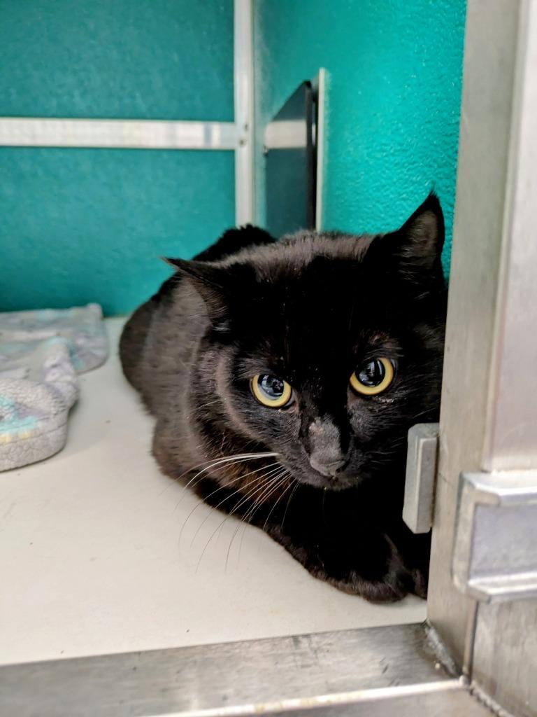 Checkers, Adoptable, Young Female Domestic Short Hair.