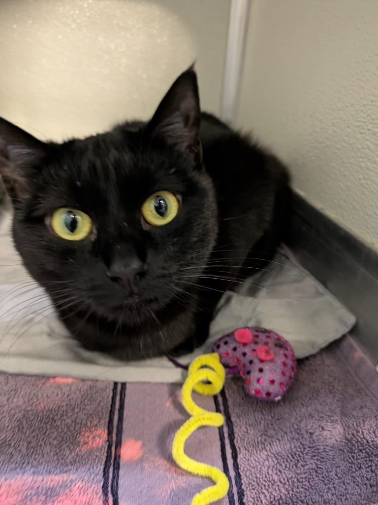 Enlarge Checkers, a Adoptable mixed breed in Kodiak, AK image 1/4