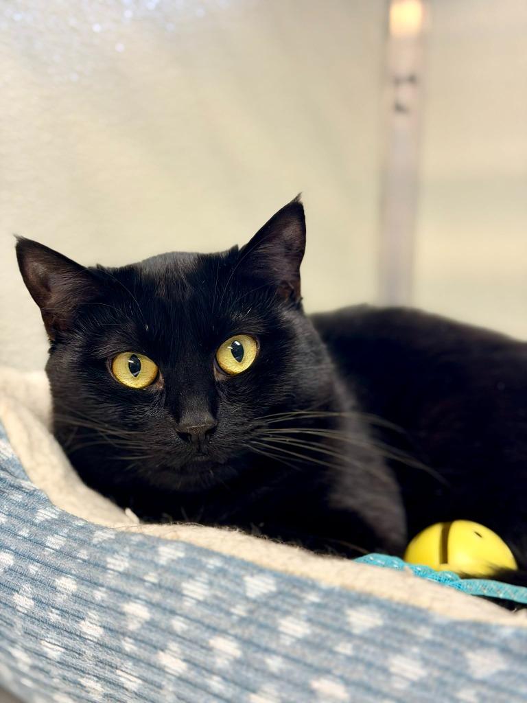 Enlarge Checkers, a Adoptable mixed breed in Kodiak, AK image 3/4