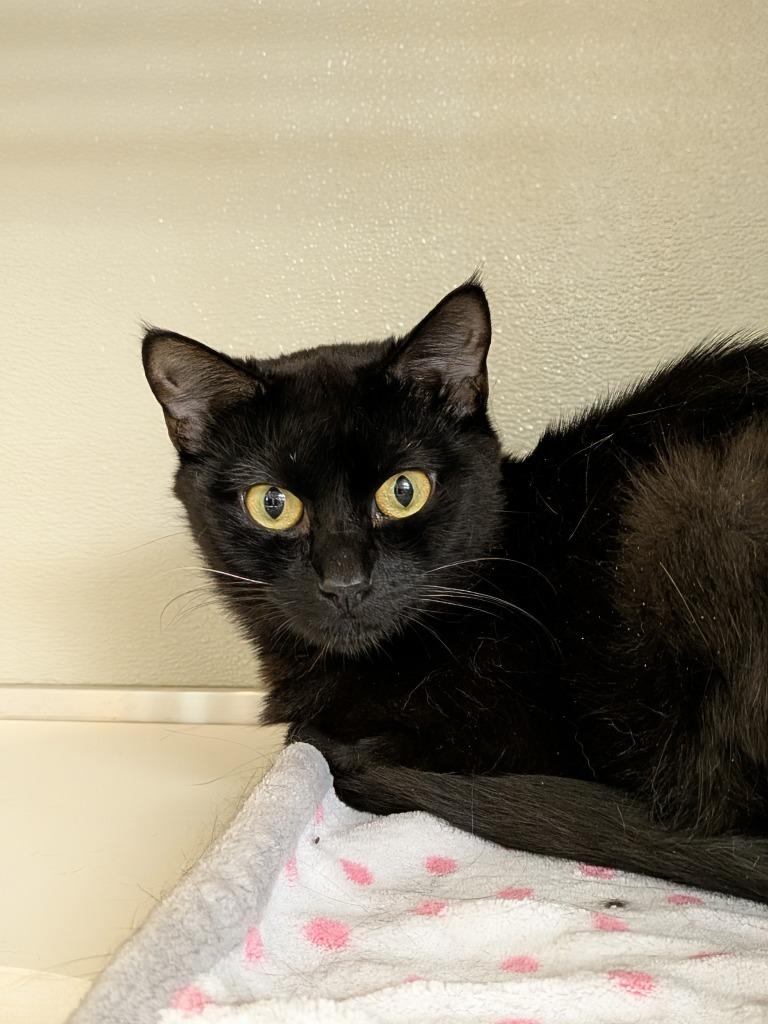 Enlarge Checkers, a Adoptable mixed breed in Kodiak, AK image 4/4