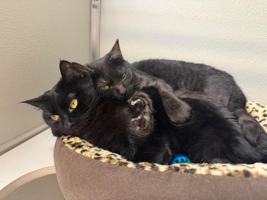 Enlarge Checkers, a Adoptable mixed breed in Kodiak, AK image 6/6