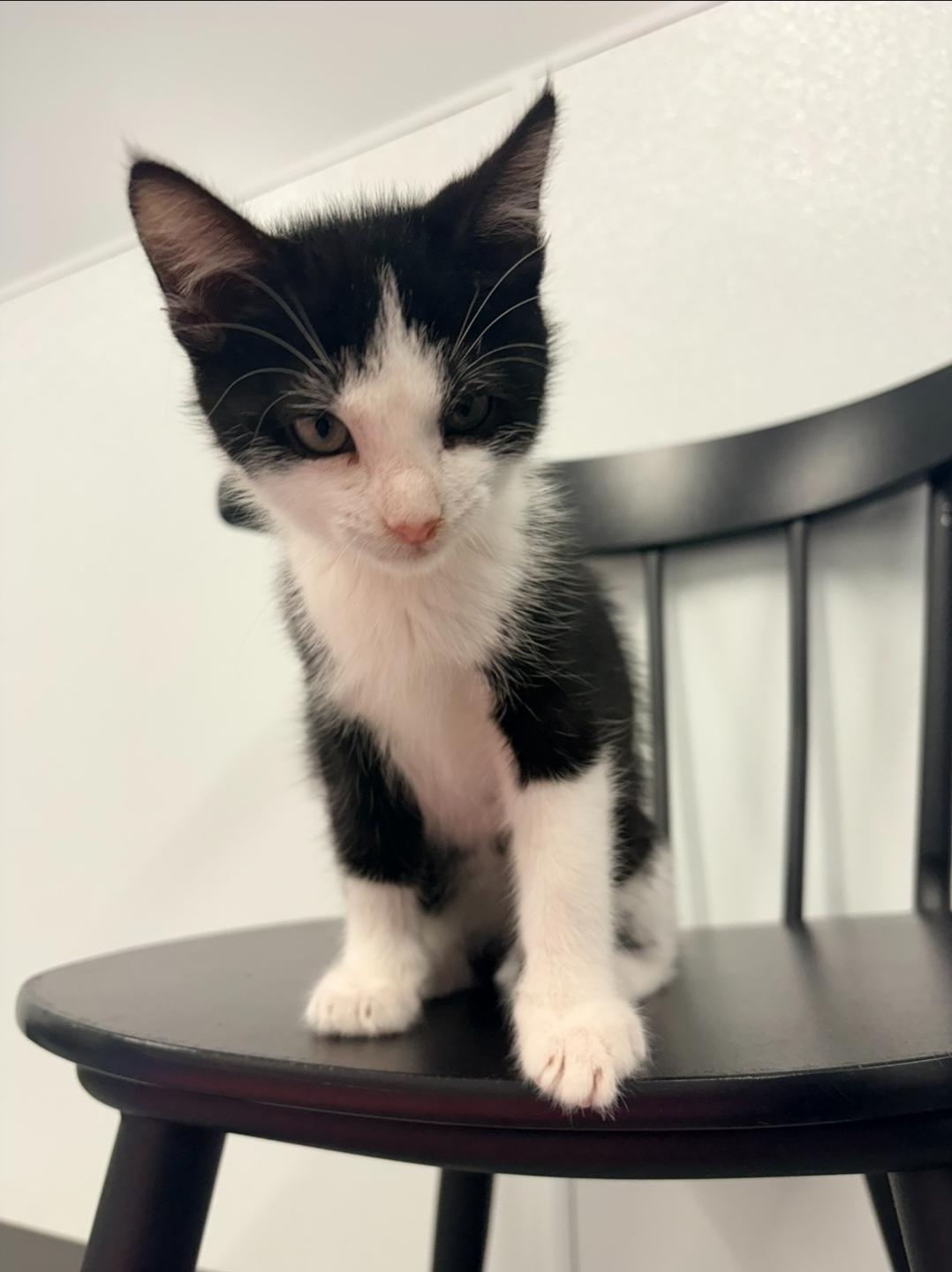 Enlarge Garrett, a Adoptable Domestic Short Hair in Kalamazoo, MI image 2/2