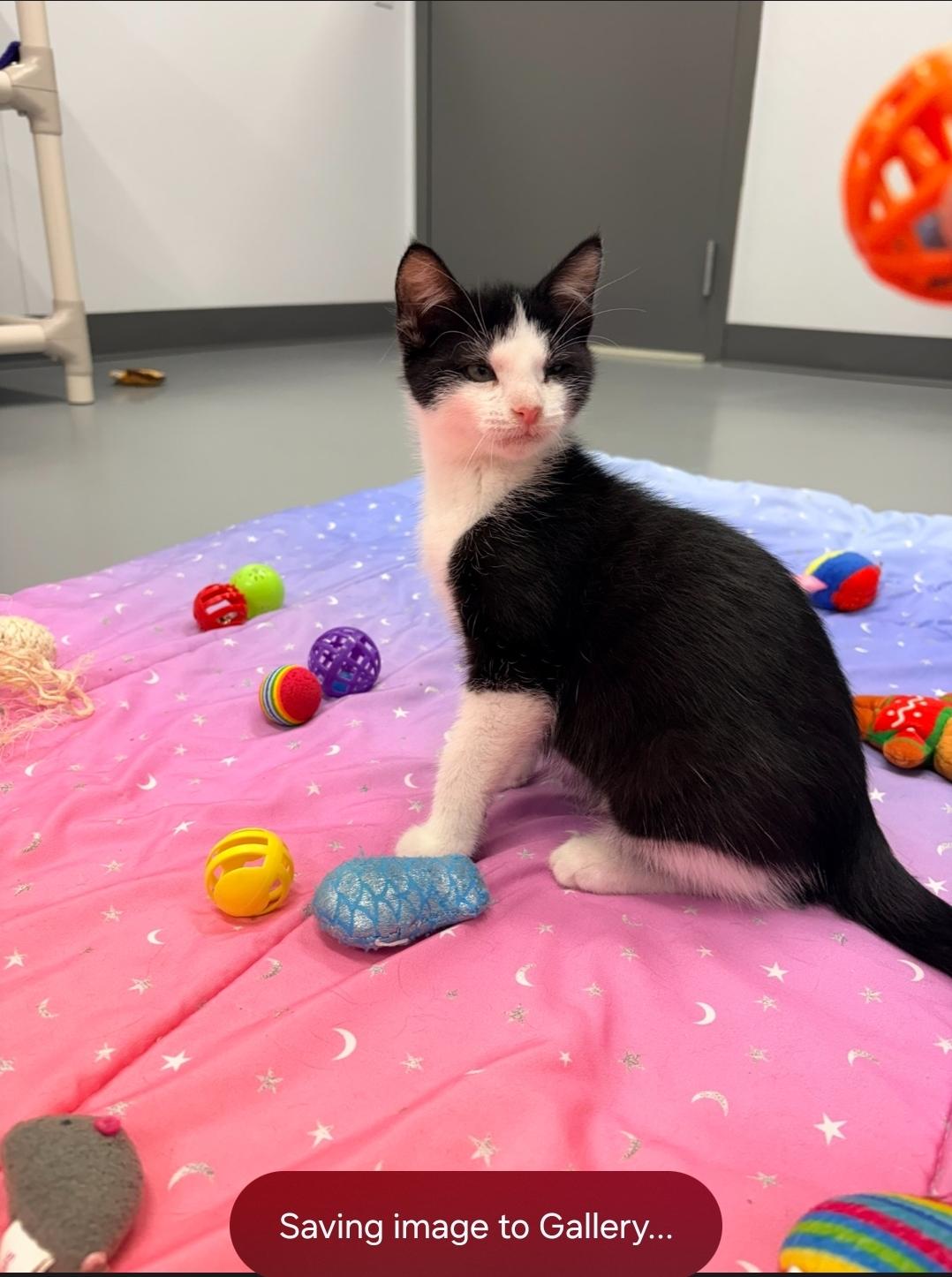 Garrett, Adoptable, Kitten Male Domestic Short Hair.