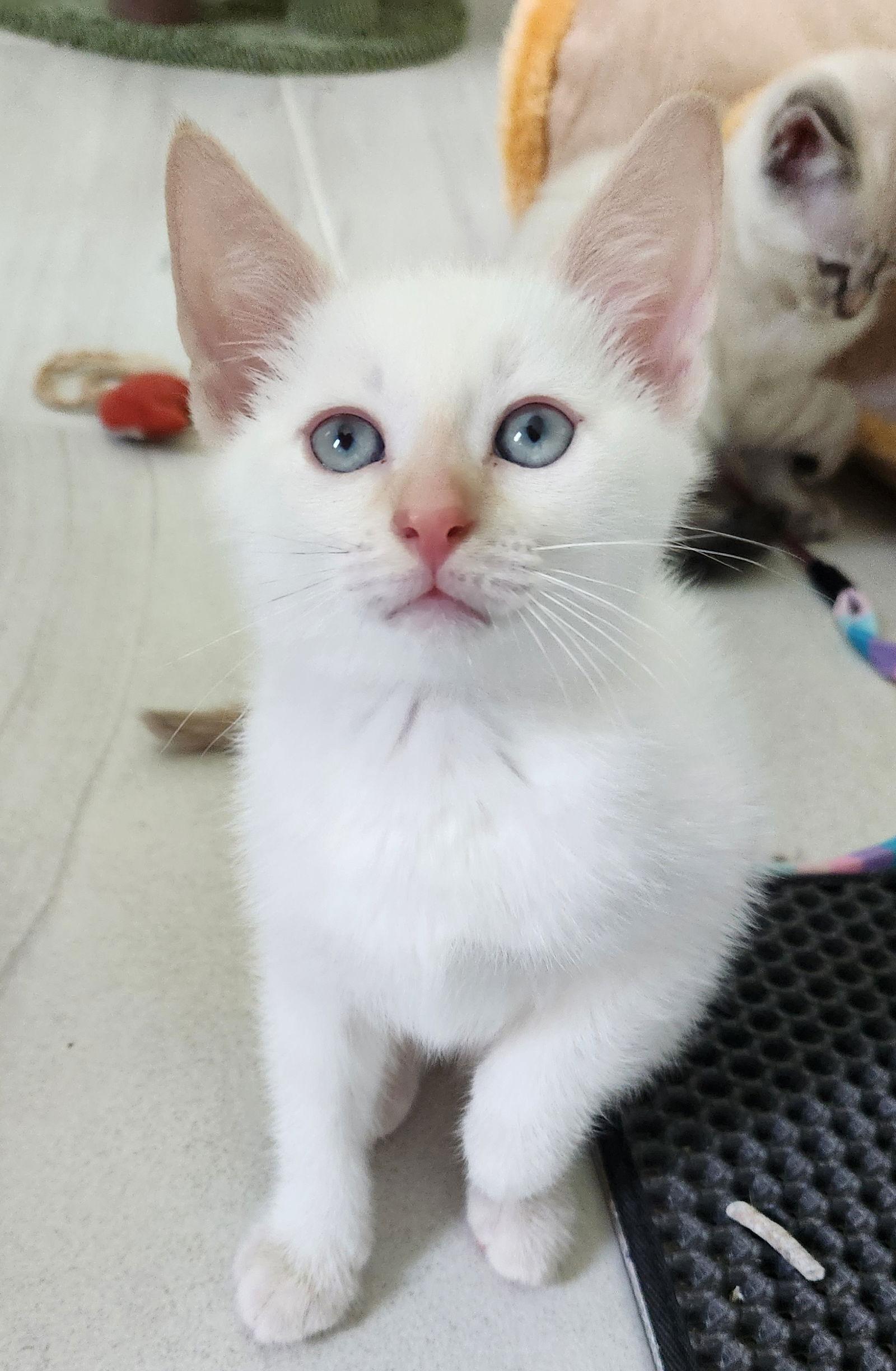 Sammy, Adopted, Kitten Male Siamese & Domestic Short Hair.