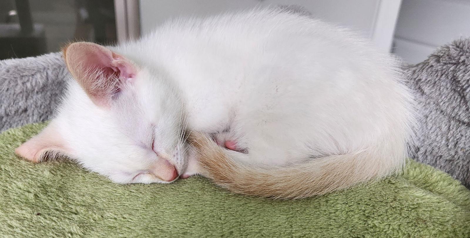 Sammy, a Adopted mixed breed in Pittsboro, NC image 2/3