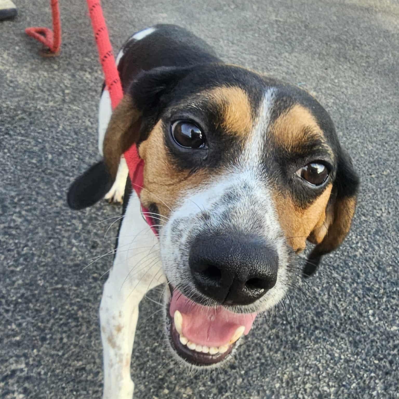 Lexi, adoptable, Adult Female Beagle.