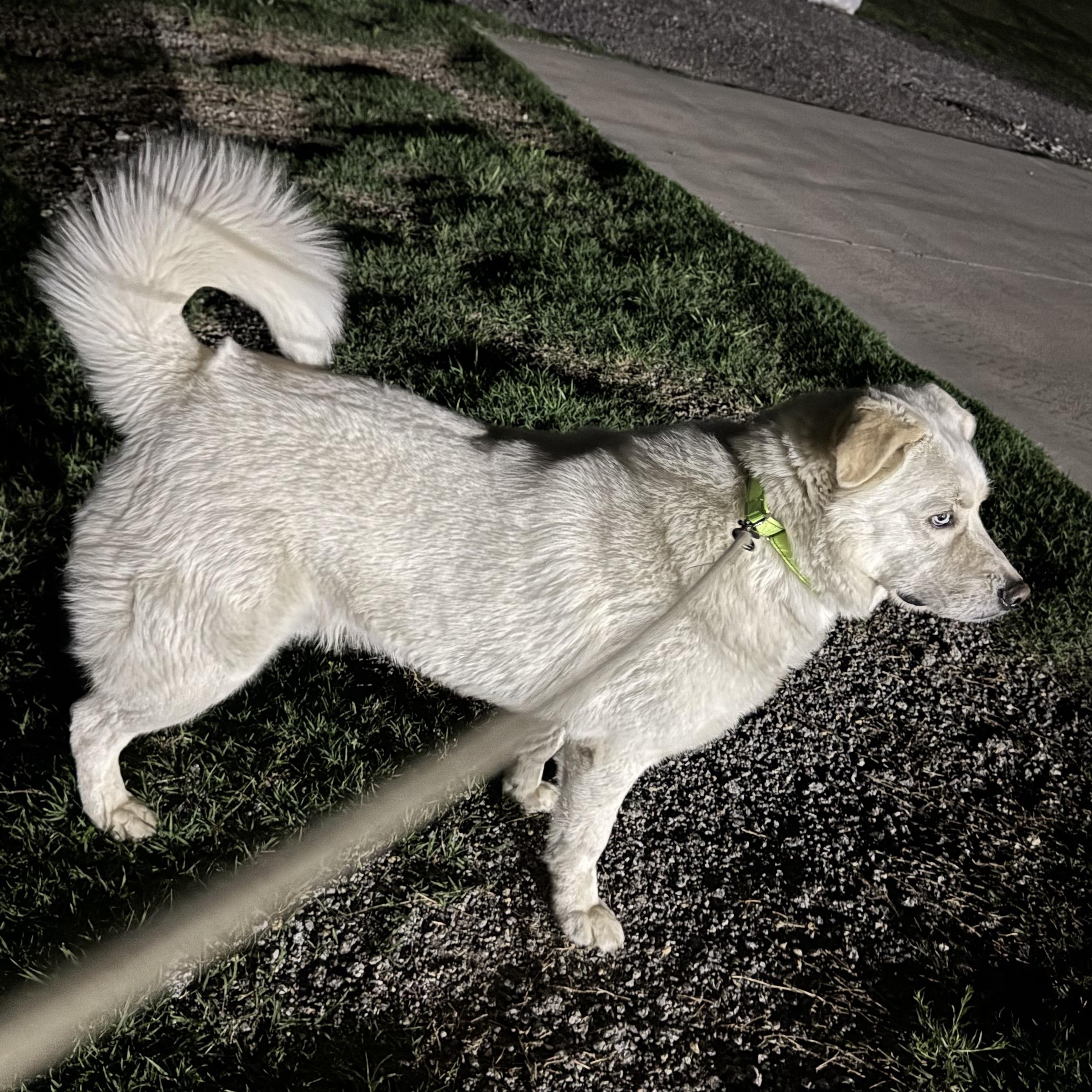 COCO, Adoptable, Adult Male Great Pyrenees & Siberian Husky.