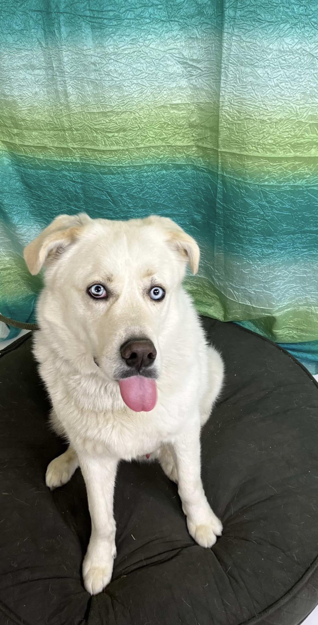 COCO, a Adoptable mixed breed in Weatherford, TX image 2/3