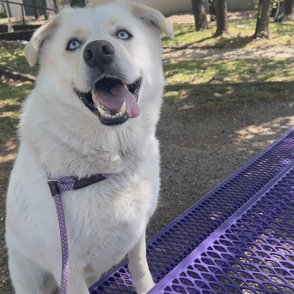 COCO, a Adoptable mixed breed in Weatherford, TX image 3/3