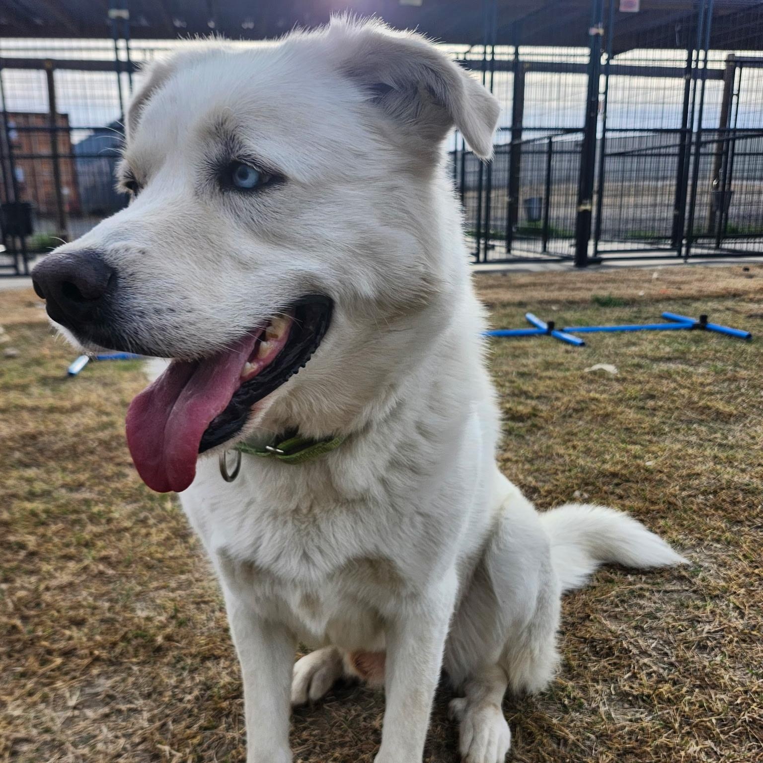 Enlarge COCO, a Adoptable mixed breed in Weatherford, TX image 5/6