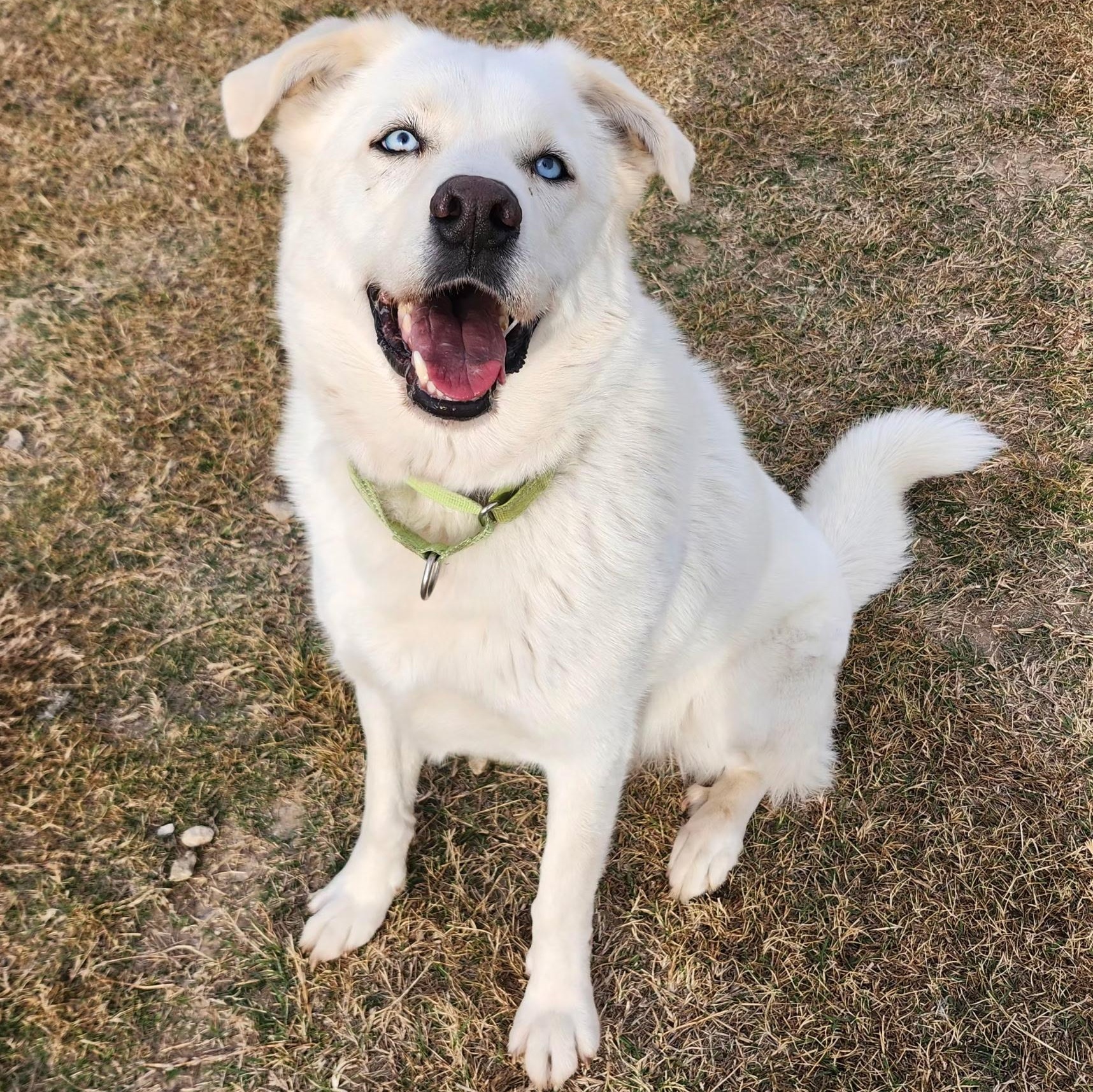 COCO, Adoptable, Adult Male Great Pyrenees & Siberian Husky.