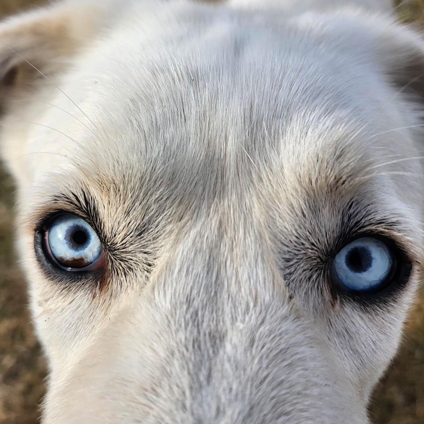 Enlarge COCO, a Adoptable mixed breed in Weatherford, TX image 4/6