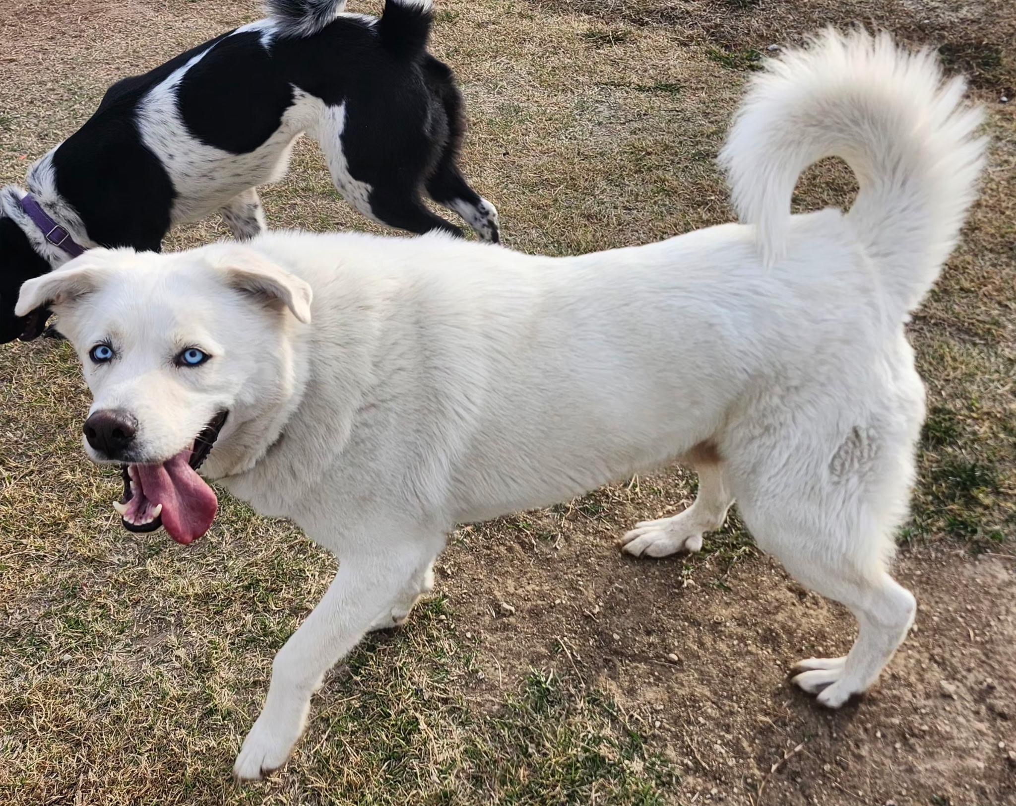 Enlarge COCO, a Adoptable mixed breed in Weatherford, TX image 2/6