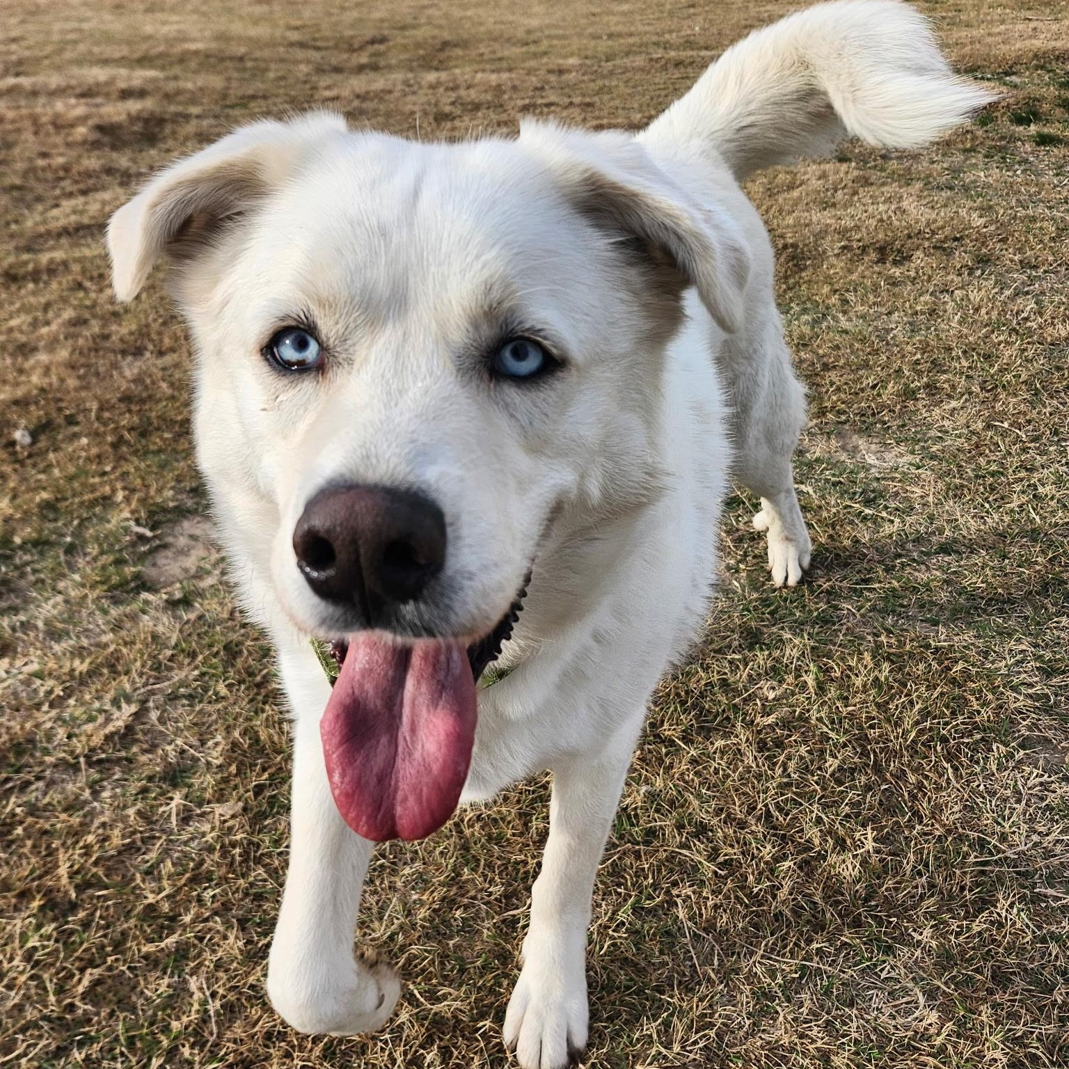 Enlarge COCO, a Adoptable mixed breed in Weatherford, TX image 3/6