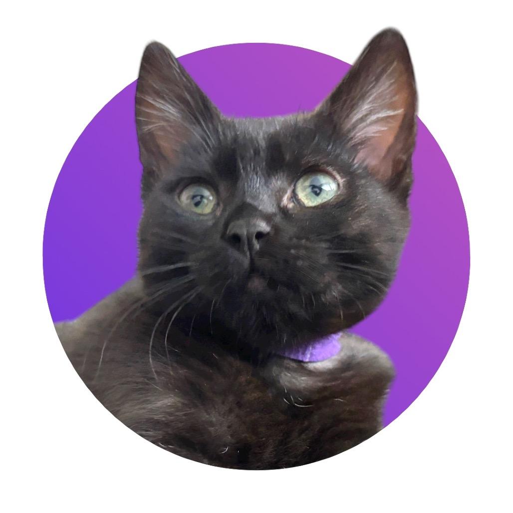 Andarna, a Adoptable Domestic Medium Hair in Pacific Grove, CA image 1/6