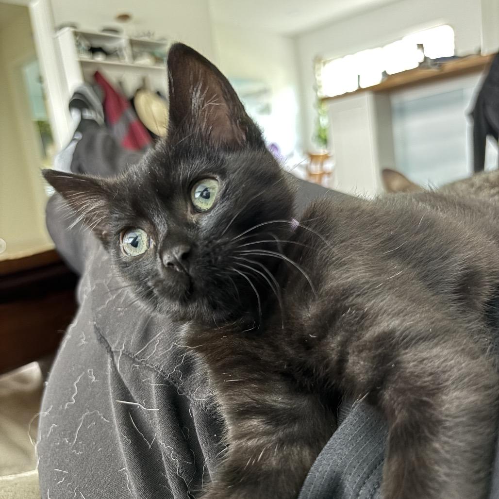 Andarna, a Adoptable Domestic Medium Hair in Pacific Grove, CA image 2/6