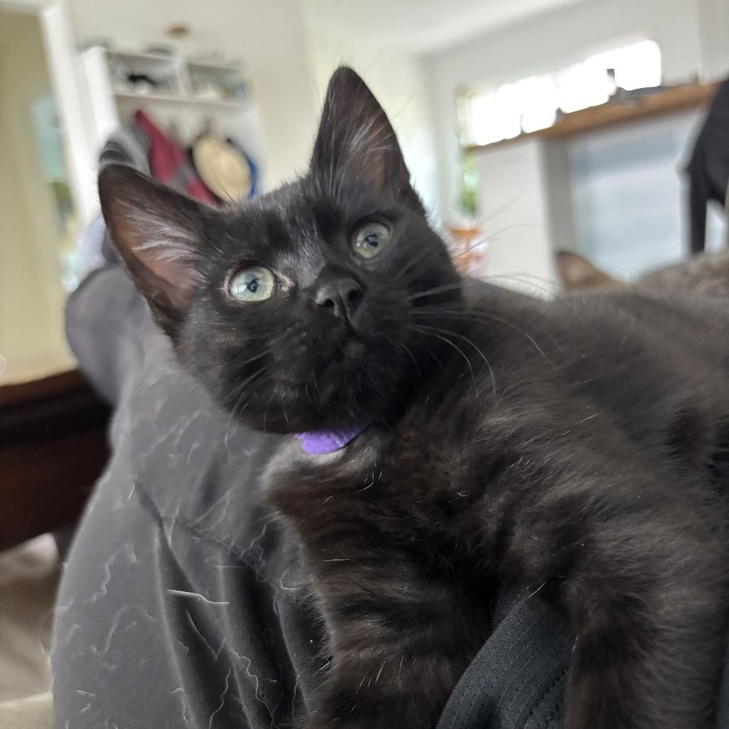 Andarna, a Adoptable Domestic Medium Hair in Pacific Grove, CA image 3/6
