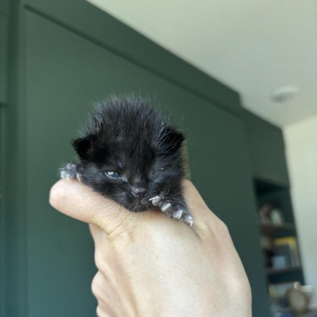 Andarna, a Adoptable Domestic Medium Hair in Pacific Grove, CA image 4/6