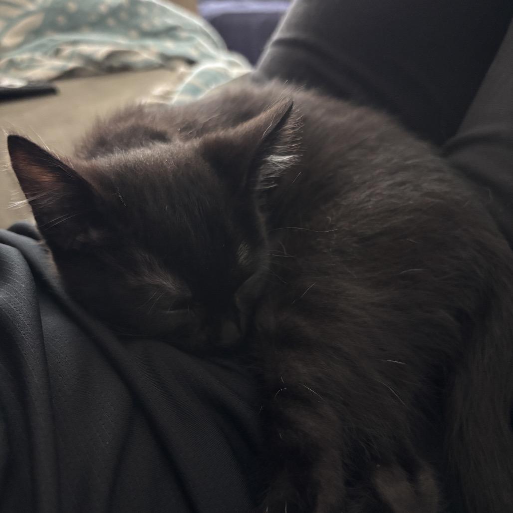 Andarna, a Adoptable Domestic Medium Hair in Pacific Grove, CA image 6/6