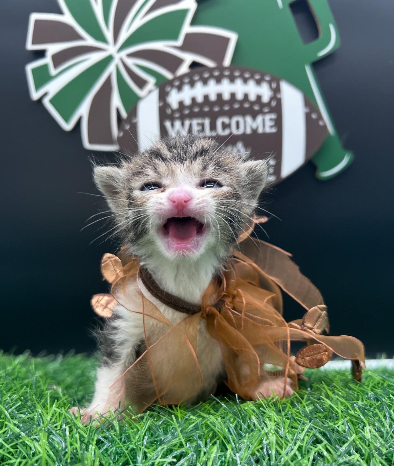 Clarence, a ADOPTABLE Domestic Medium Hair in HUNTINGTON BEACH, CA image 5/6