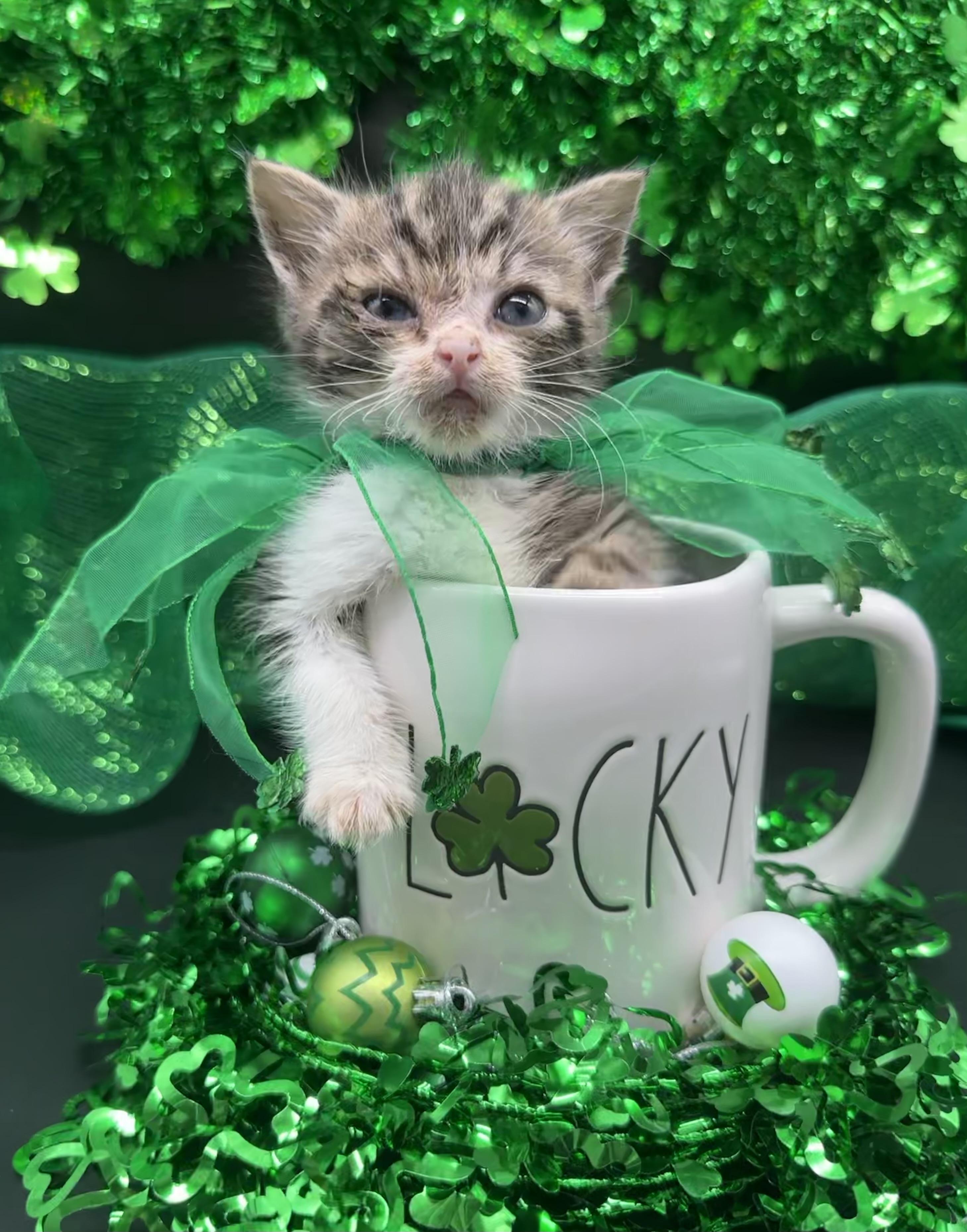 Clarence, a ADOPTABLE Domestic Medium Hair in HUNTINGTON BEACH, CA image 3/6