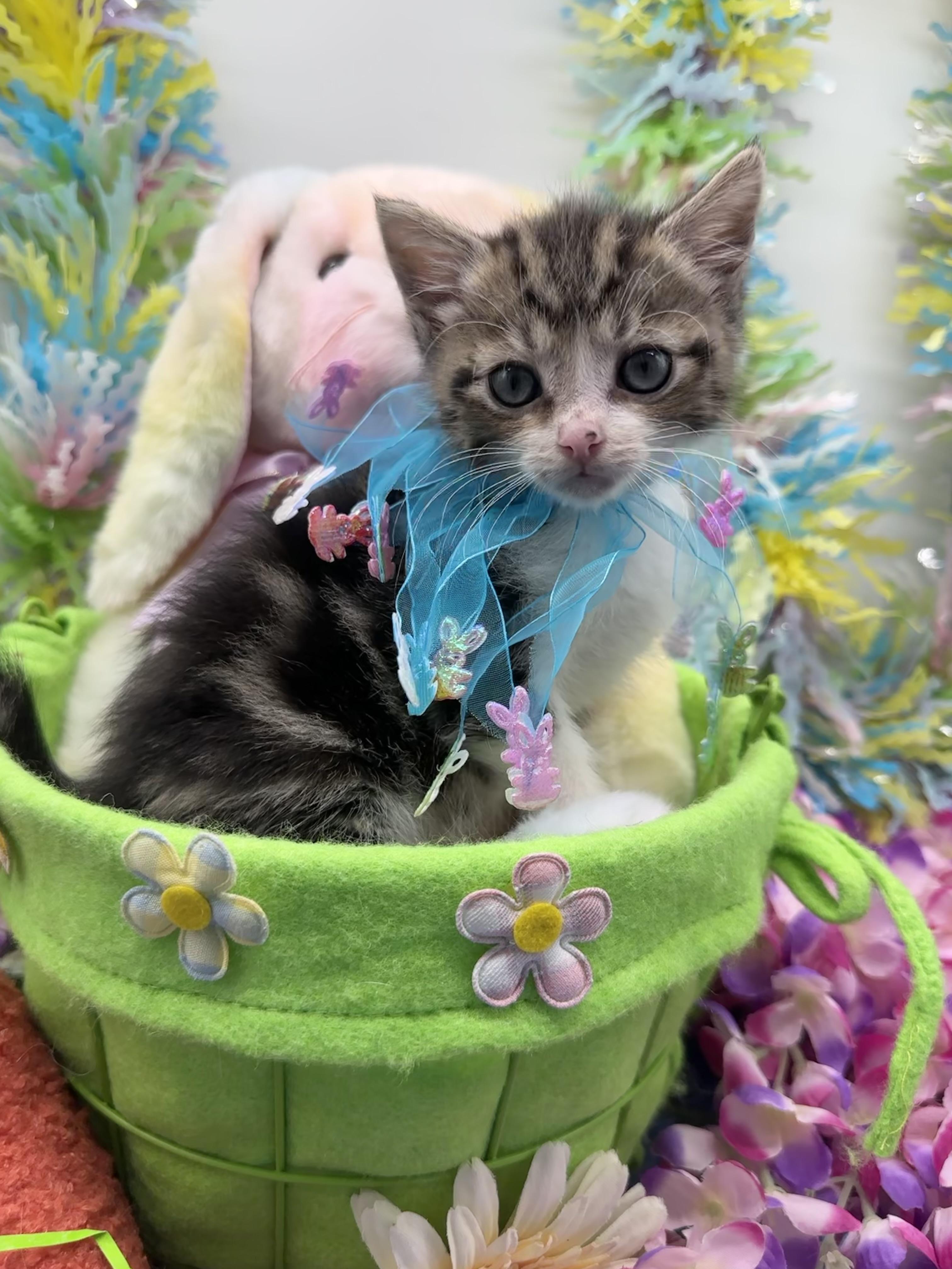 Clarence, ADOPTABLE, Kitten Male Domestic Medium Hair.