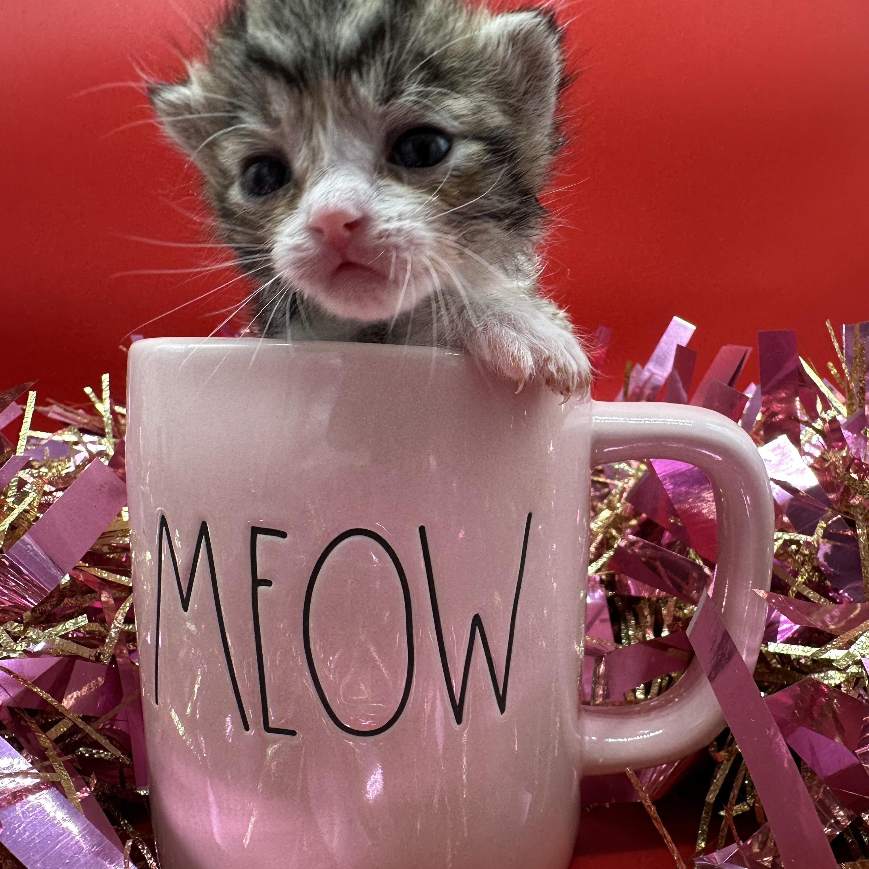 Clarence, a ADOPTABLE Domestic Medium Hair in HUNTINGTON BEACH, CA image 6/6