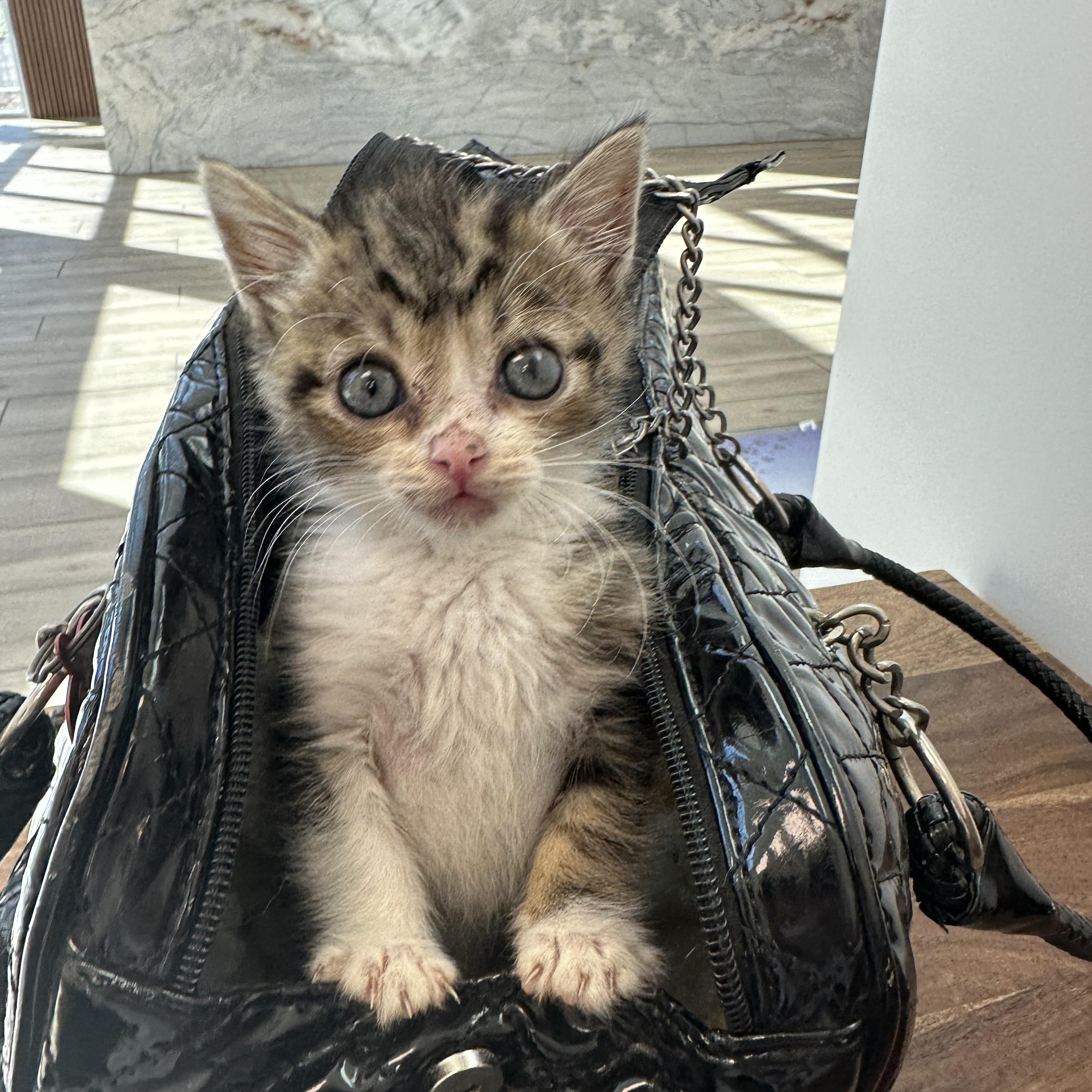 Clarence, a ADOPTABLE Domestic Medium Hair in HUNTINGTON BEACH, CA image 4/6