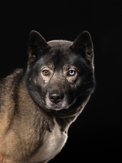 Sasha, Adoptable, Adult Female Akita & Mixed Breed.