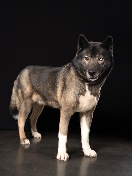 Sasha, a Adoptable mixed breed in Atlanta, GA image 2/2