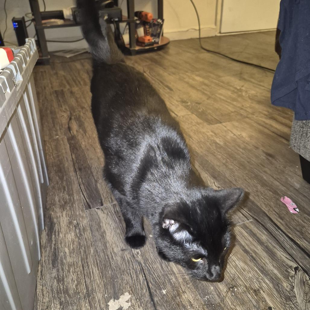 Nyx, Adoptable, Adult Female Domestic Medium Hair.