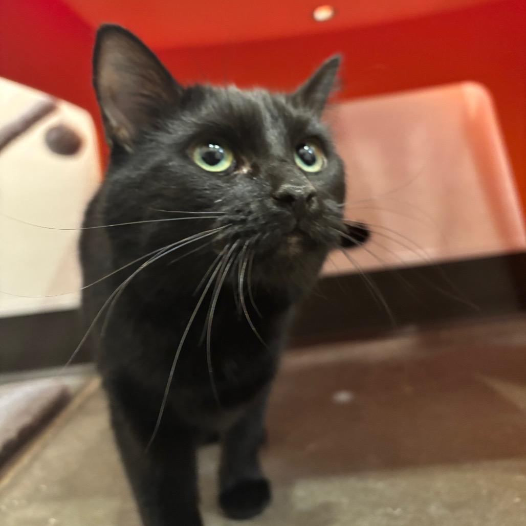 Enlarge Nyx, a Adoptable Domestic Medium Hair in Washington Township, OH image 2/6