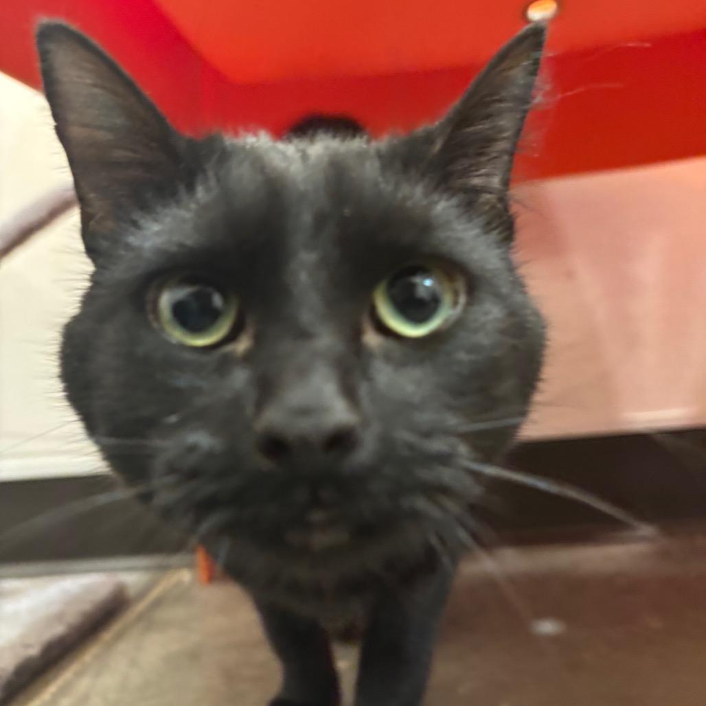 Enlarge Nyx, a Adoptable Domestic Medium Hair in Washington Township, OH image 3/6