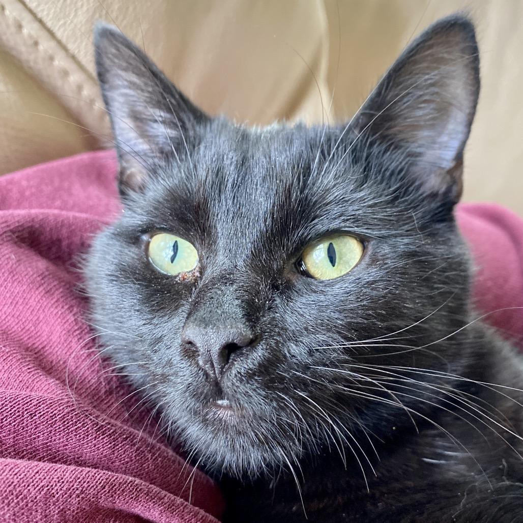 Enlarge Nyx, a Adoptable Domestic Medium Hair in Washington Township, OH image 4/6