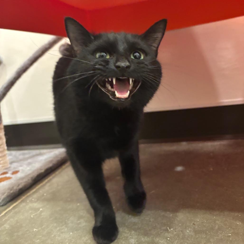 Enlarge Nyx, a Adoptable Domestic Medium Hair in Washington Township, OH image 5/6