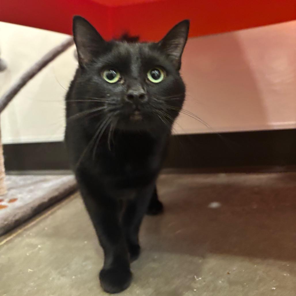 Enlarge Nyx, a Adoptable Domestic Medium Hair in Washington Township, OH image 6/6