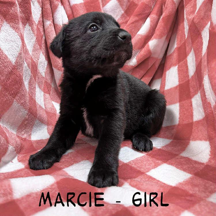 Marcie, Adoptable, Puppy Female German Shepherd Dog.