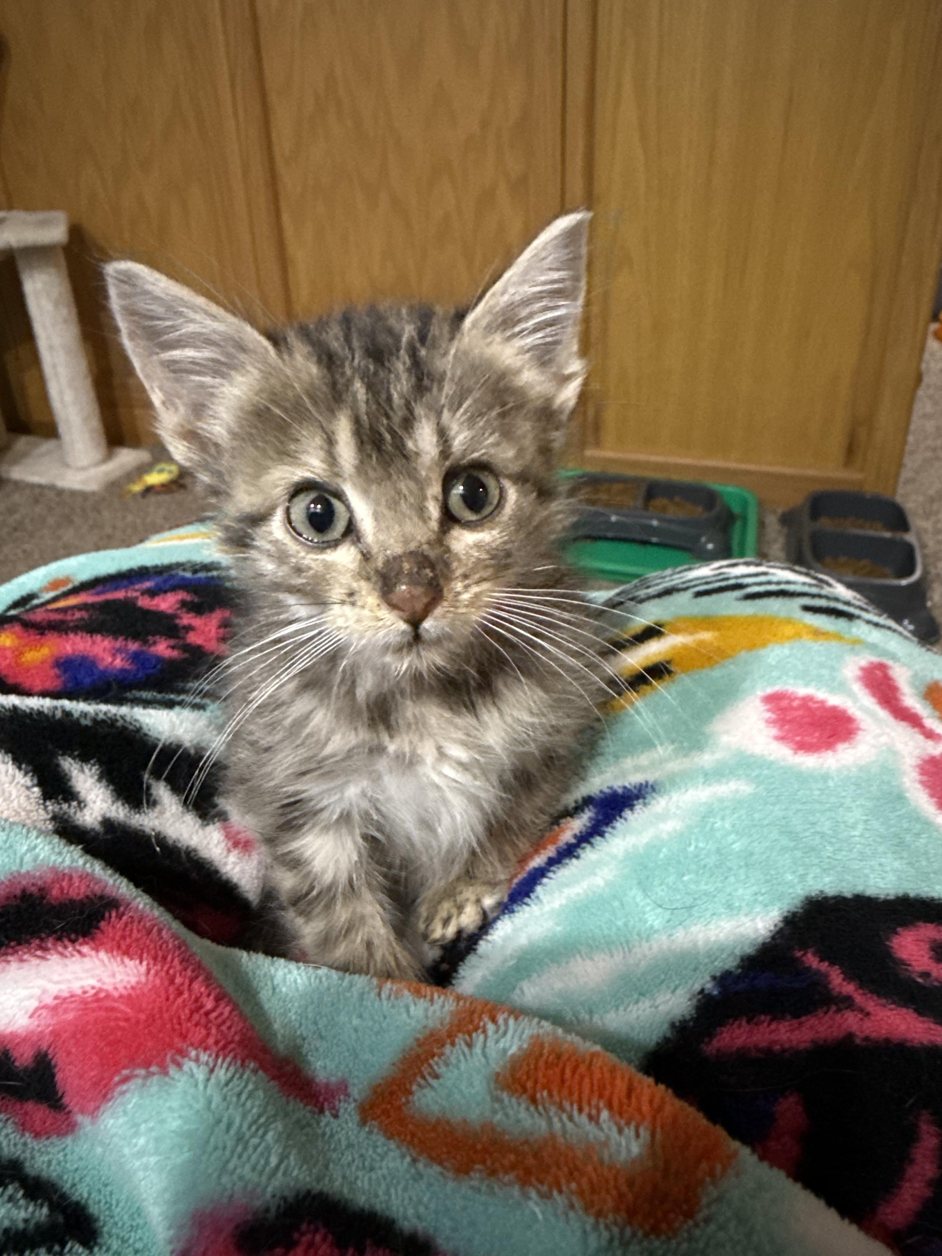 Hershey, adopted, Kitten Female Domestic Short Hair.