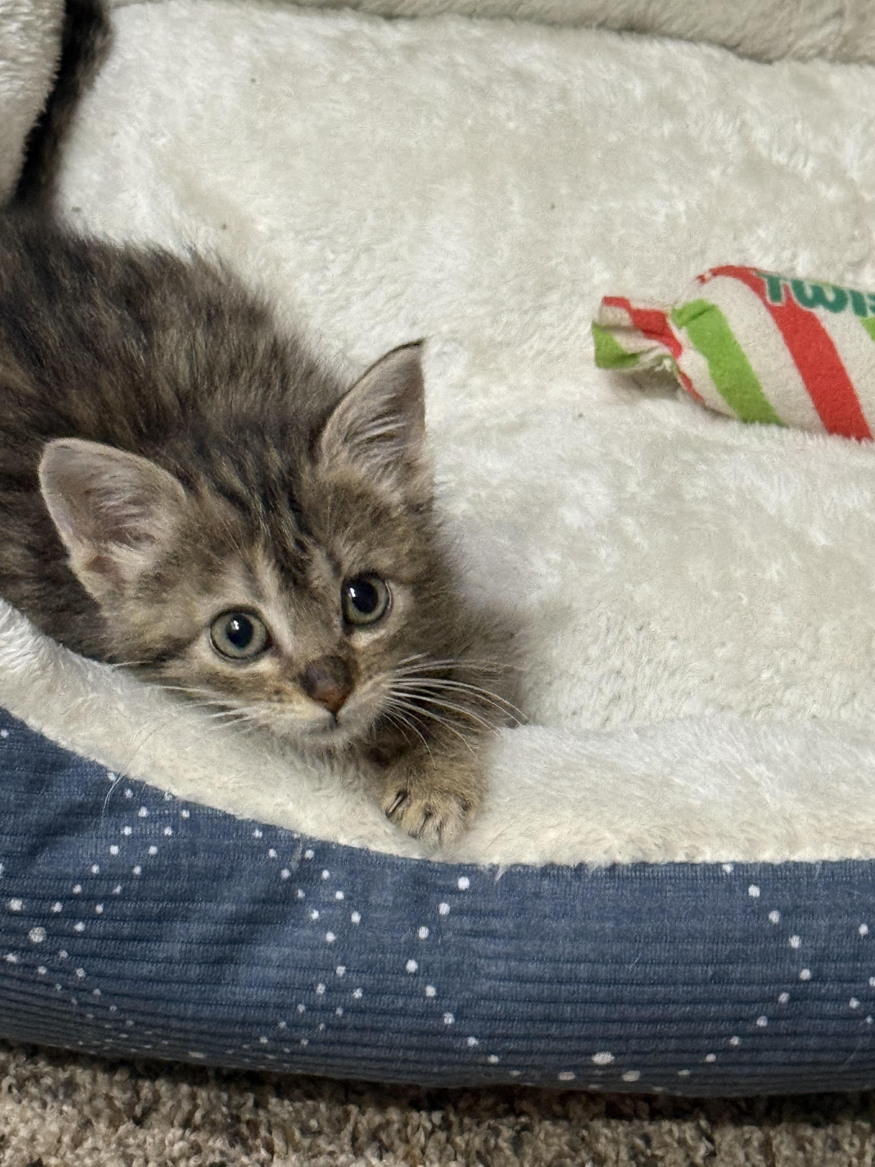 Enlarge Hershey, an adopted mixed breed in Sioux City, IA image 2/2