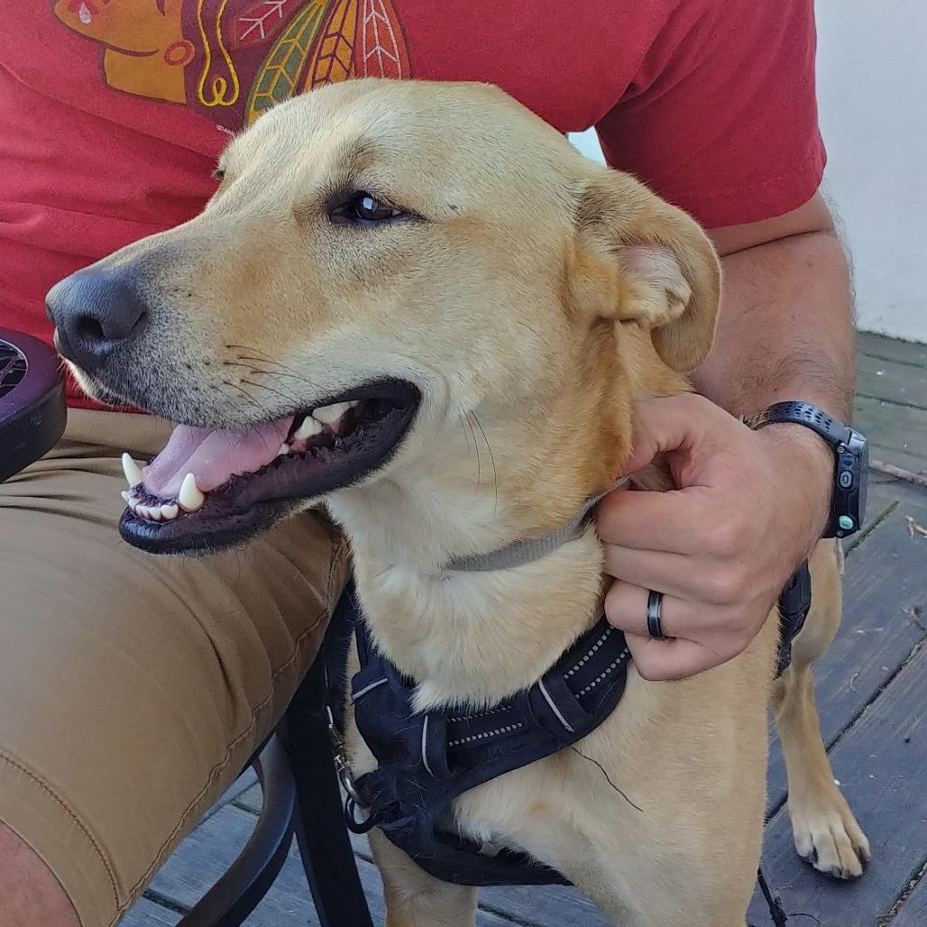 Wheeler, Adoptable, Adult Male Yellow Labrador Retriever & Shepherd.