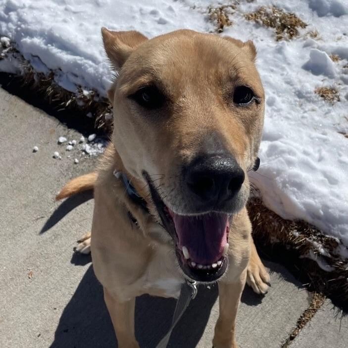 Enlarge Wheeler, a Adoptable mixed breed in Tulsa, OK image 2/2