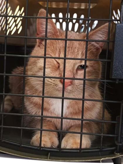 Enlarge Olaf, an adopted mixed breed in Waupaca, WI image 1/1