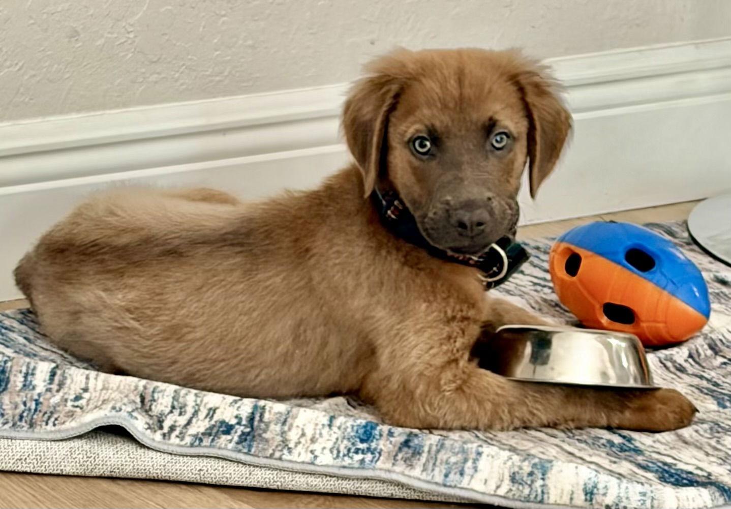 Enlarge Axel, a Adopted mixed breed in Royal Palm Beach, FL image 1/3