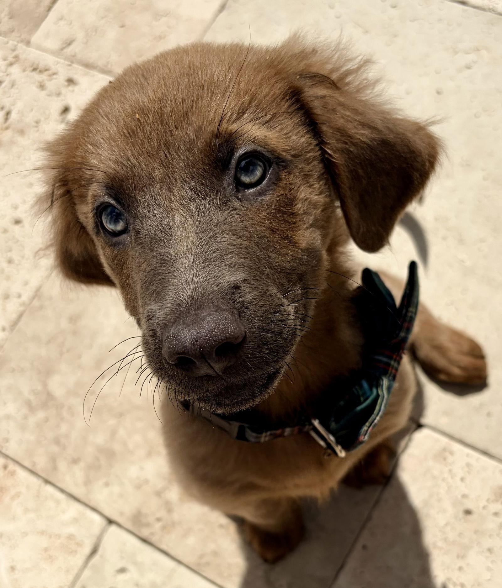 Enlarge Axel, a Adopted mixed breed in Royal Palm Beach, FL image 2/3