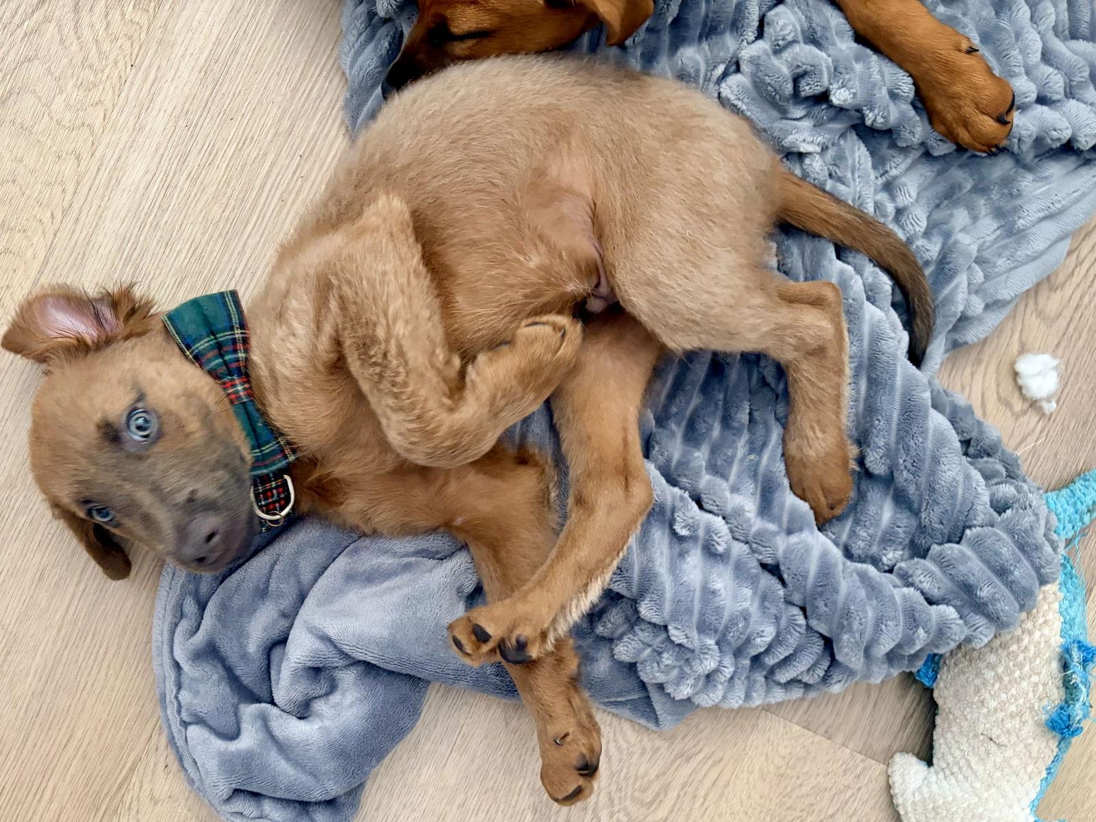 Enlarge Axel, a Adopted mixed breed in Royal Palm Beach, FL image 3/3