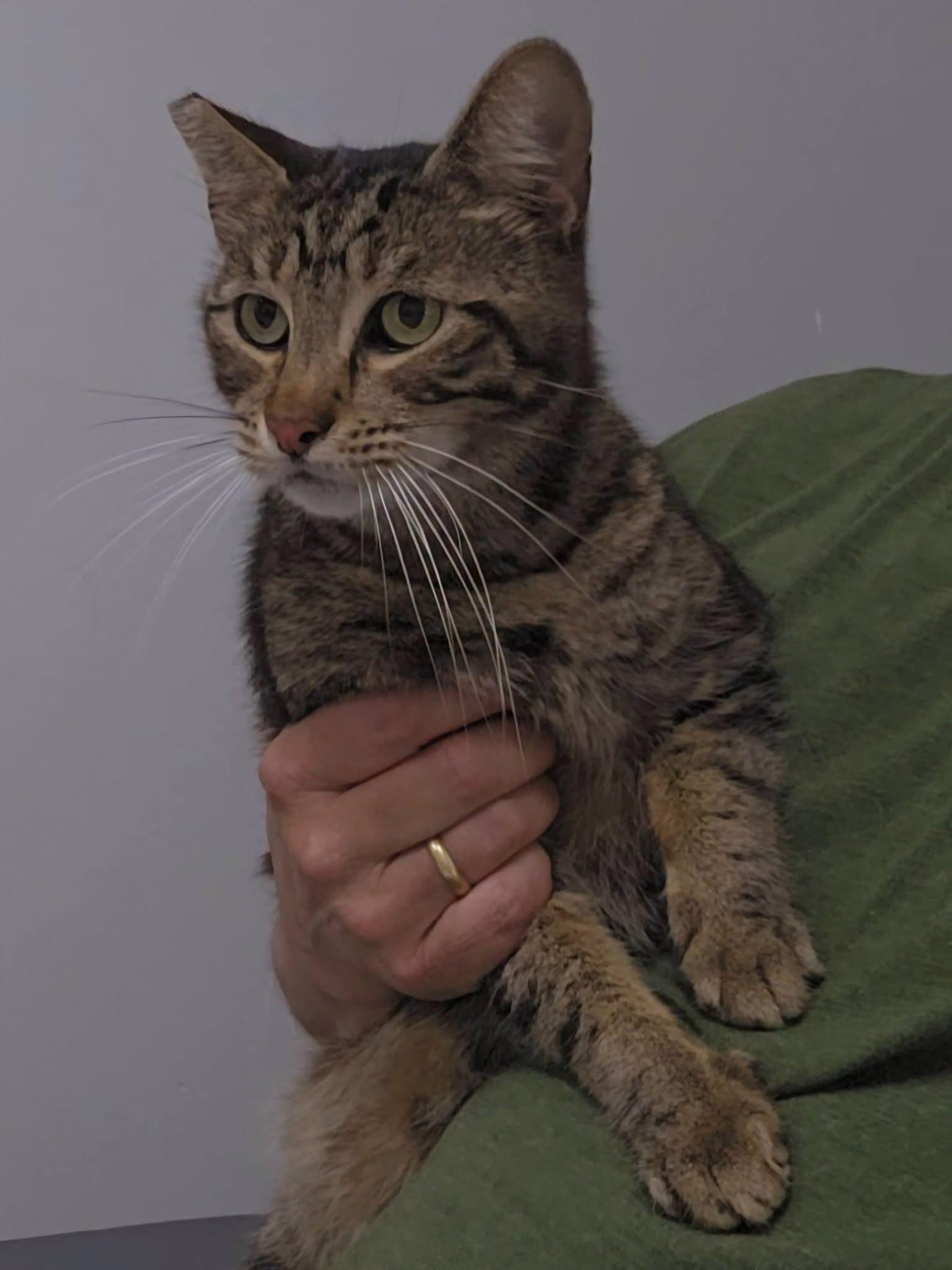 Enlarge Squeak, a Adoptable Tabby in Frankfort, IN image 3/4