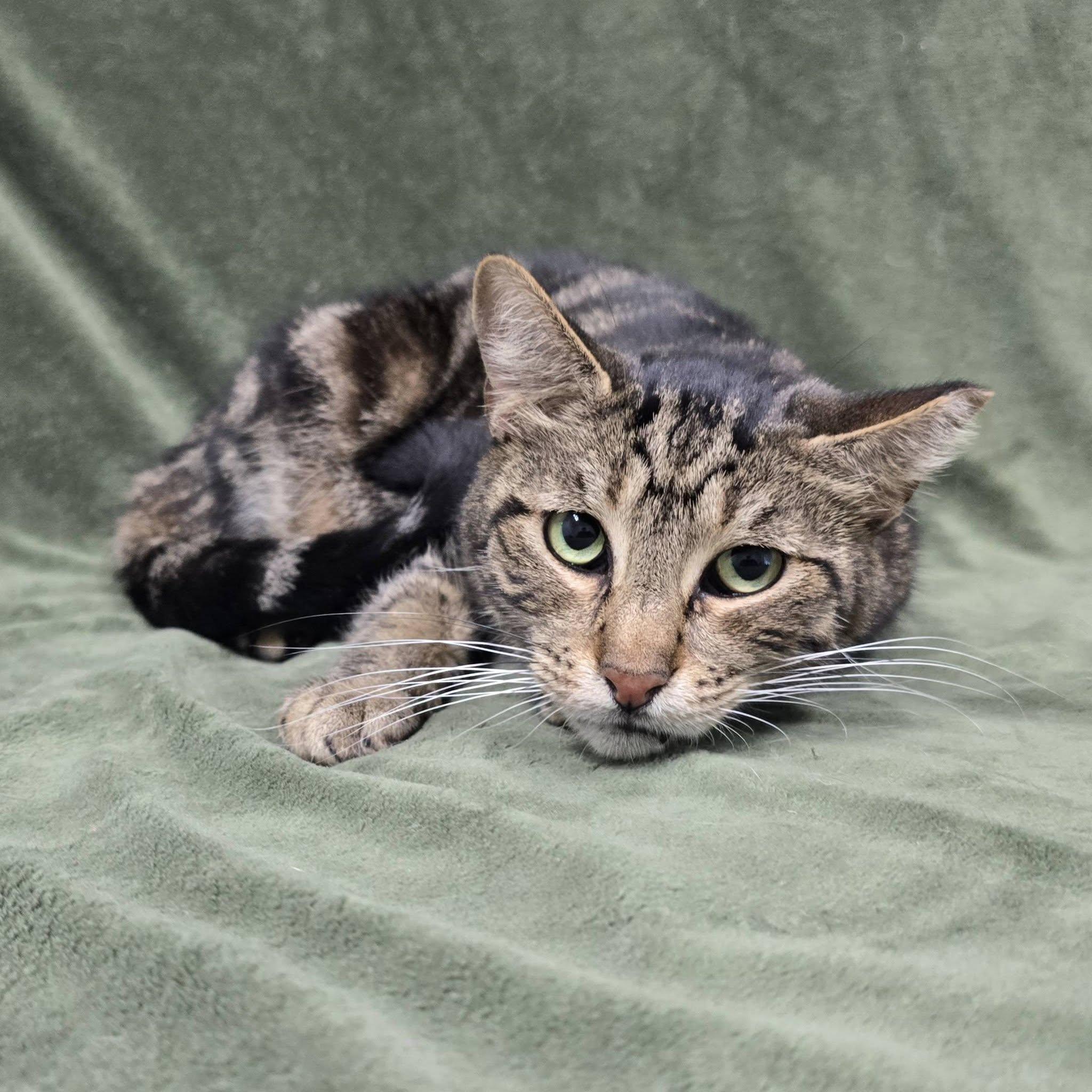 Enlarge Squeak, a Adoptable Tabby in Frankfort, IN image 1/4