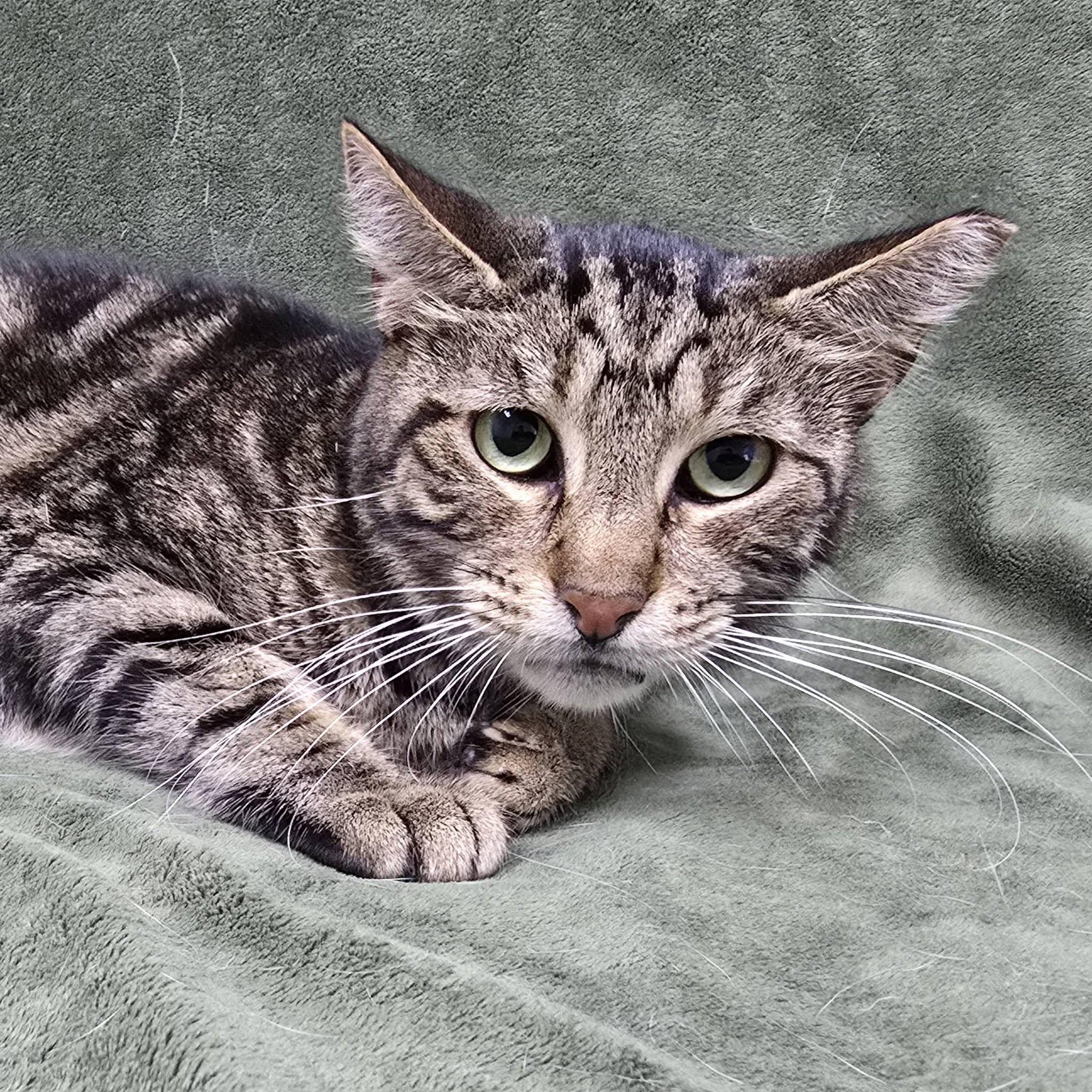 Enlarge Squeak, a Adoptable Tabby in Frankfort, IN image 4/4