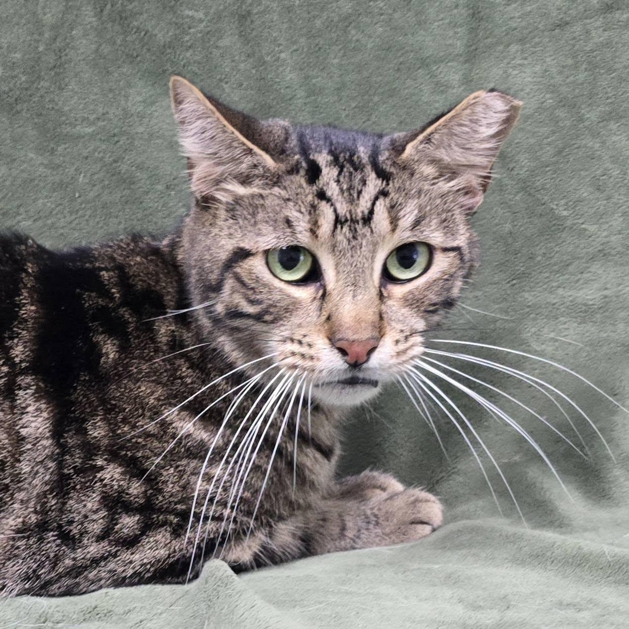 Enlarge Squeak, a Adoptable Tabby in Frankfort, IN image 2/4